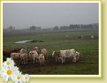 Villers_au_Tertre_24.11.2011 (6)
